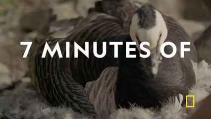 animal cute 🥰 baby