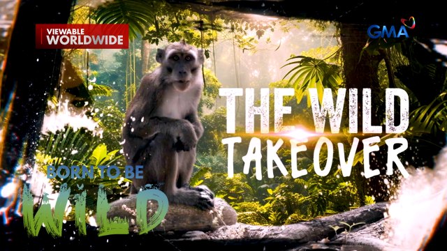 Grupo ng unggoy, pinaghaharian ang abandonadong Corregidor Island! | Born to be Wild