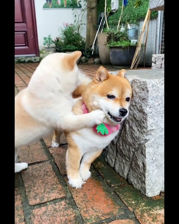 Funny video dogs vedio