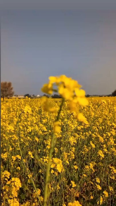 village _______life