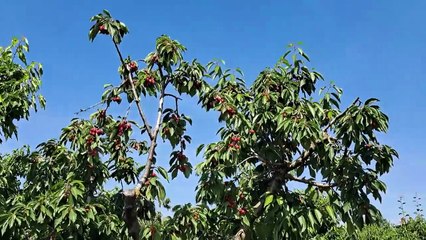 Cherry tree from Vignola city!