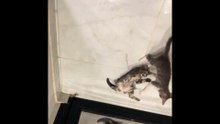 Cat Children So Beautiful