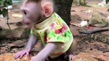 Adorable MONKEY Couple SINGS Love Songs Together in the Garden!