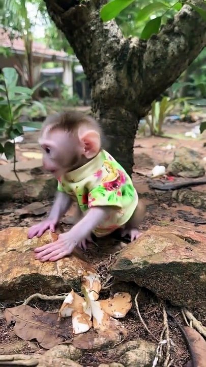 Adorable MONKEY Couple SINGS Love Songs Together in the Garden!