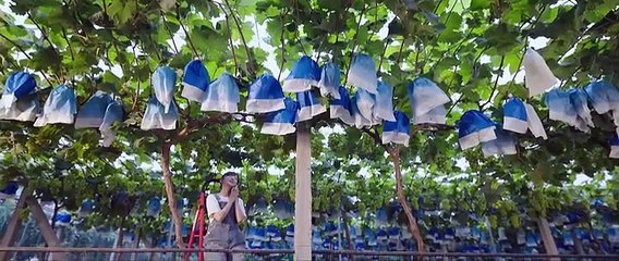 A Romance of the Little Forest S01E29 | Urdu & Hindi Dubbed Episode