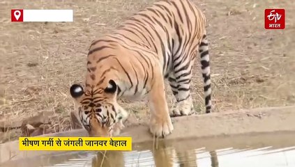 पन्ना में आसमान से बरस रही आग, शावक चिल्ड वाटर के ले रहा मजे