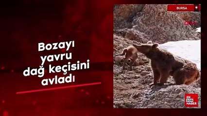 Bursa'da bozayı yavru dağ keçisini avladı