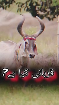 قربانی محض ایک تہوار نہیں ہے کہ جس کا مقصد بس کھانا،پینا اور دوستوں اور رشتہ داروں کو کھلانا پلانا اور انجوائے کرنا ہے۔ بلکہ یہ اسلام کی اہم ترین عبادت ہے جو 10 تا 12 ذی الحجہ کے دوران ادا کی جاتی ہے۔ ♥️♥️♥️♥️♥️♥️♥️♥️♥️♥️♥️