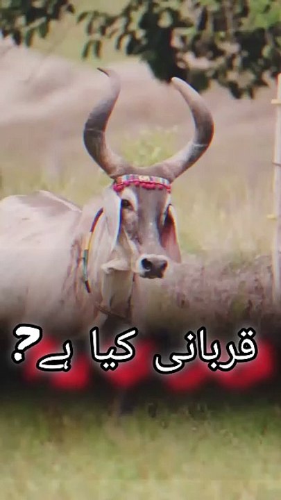 قربانی محض ایک تہوار نہیں ہے کہ جس کا مقصد بس کھانا،پینا اور دوستوں اور رشتہ داروں کو کھلانا پلانا اور انجوائے کرنا ہے۔ بلکہ یہ اسلام کی اہم ترین عبادت ہے جو 10 تا 12 ذی الحجہ کے دوران ادا کی جاتی ہے۔ ♥️♥️♥️♥️♥️♥️♥️♥️♥️♥️♥️