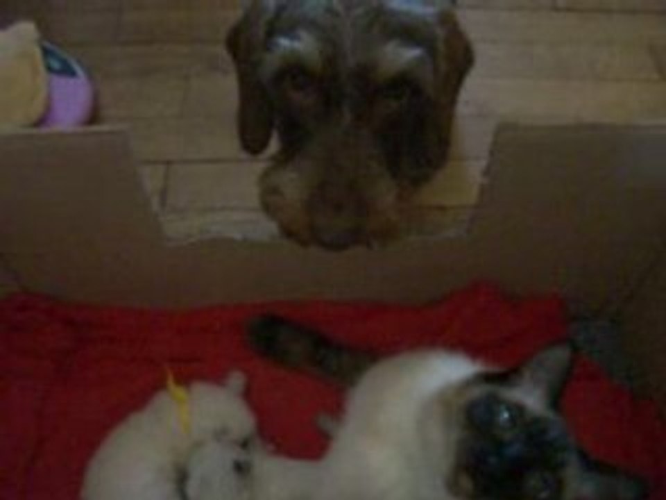 CHATONS ET CHIEN