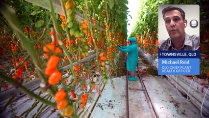 Queensland farmers urge home gardeners to be vigilant as tomato virus strategy shifts
