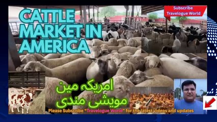 America's Bakra Mandi EXPOSED!| Bakra Eid In America | America Me Bhee Bakra Mandi | BAKRA MANDI USA