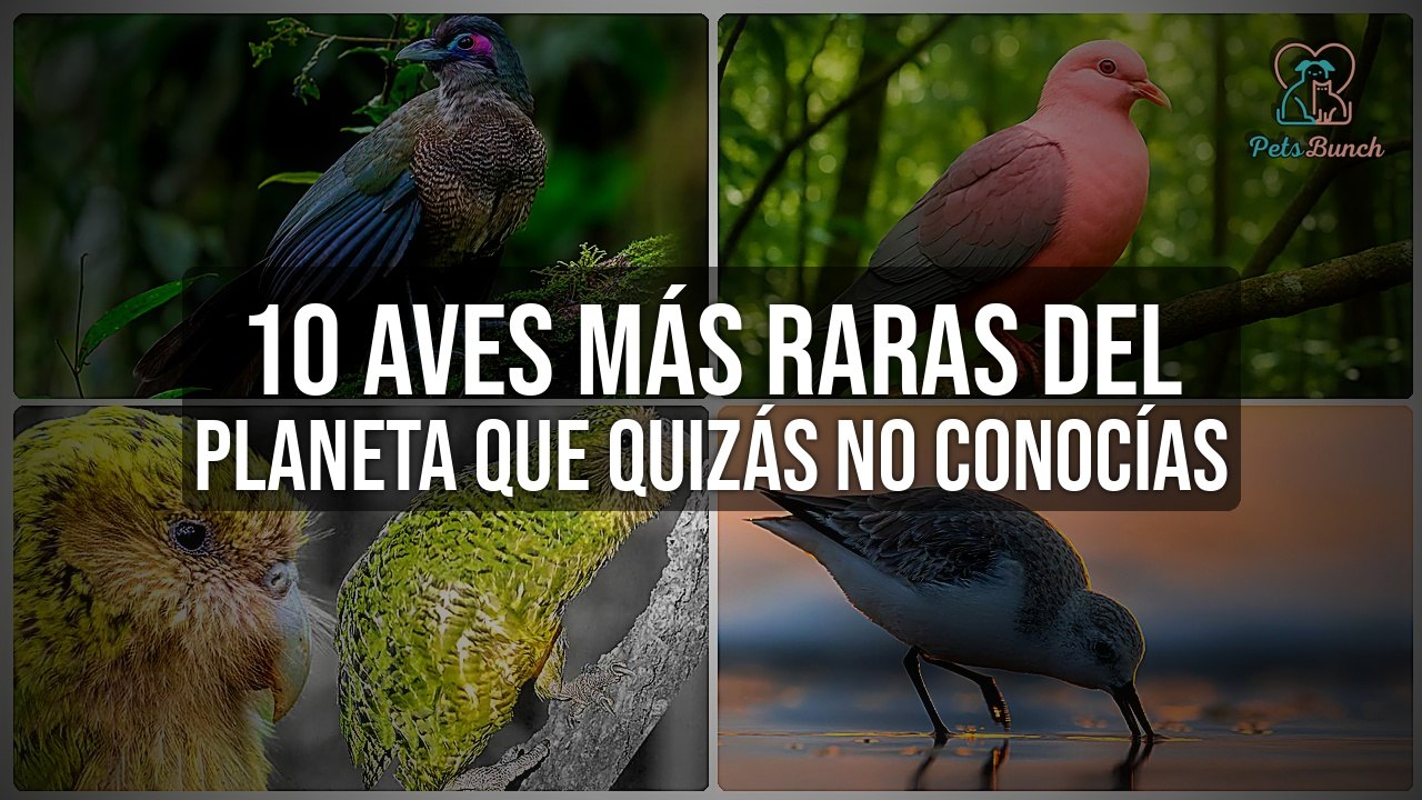 Descubre las 10 Aves Más Raras del Mundo que Pocos Conocen