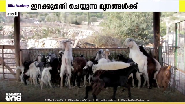 ഇറക്കുമതി ചെയ്യുന്ന മൃഗങ്ങൾക്കുള്ള കസ്റ്റംസ് ഡ്യൂട്ടി ഒഴിവാക്കി സൗദി മന്ത്രിസഭ | Saudi Arabia