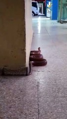 Encuentra la Serpiente en Villa Consuelo: Consejos y Precauciones 🐍