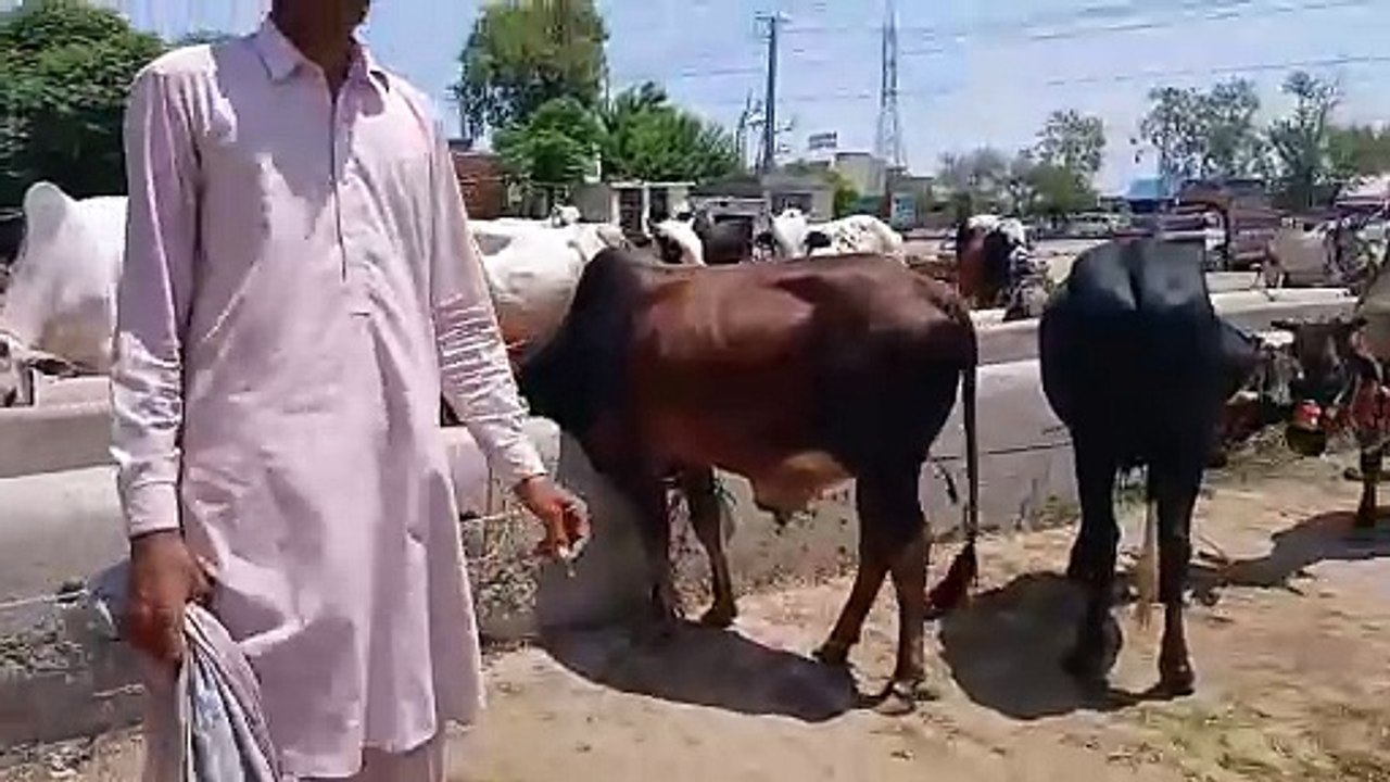 Desi Bulls/Qurbani Bulls/Chakbeli Morh Manadi/Best Bulls for Qurbani/Healthy