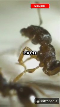 9 Animal Facts That’ll Make You Think Twice! 🧠🐾 #AnimalFacts #Wildlife #Shorts