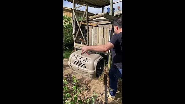 Pinschers são encontrados em condições de maus-tratos em residência no Sul de SC