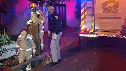 Filhote de gato é resgatado pelos Bombeiros após entrar em bueiro