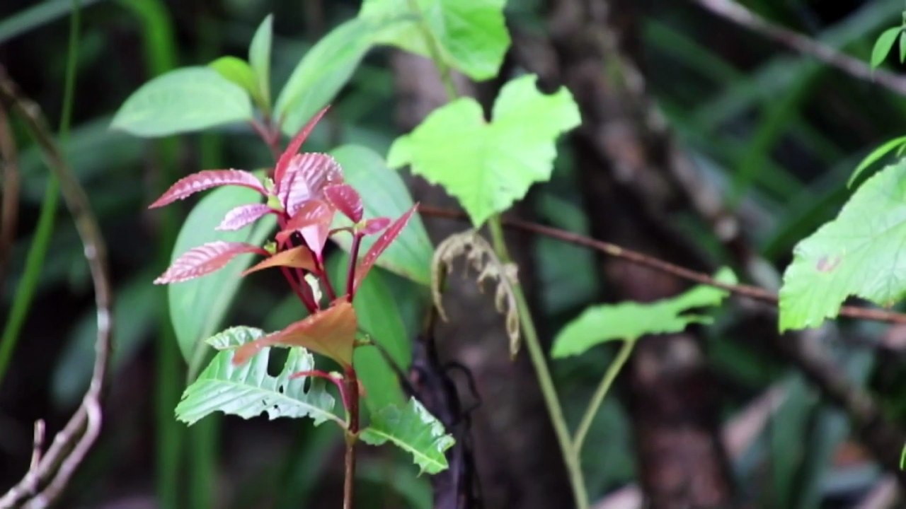 Queensland government approves more protected land, but environmental worries persist