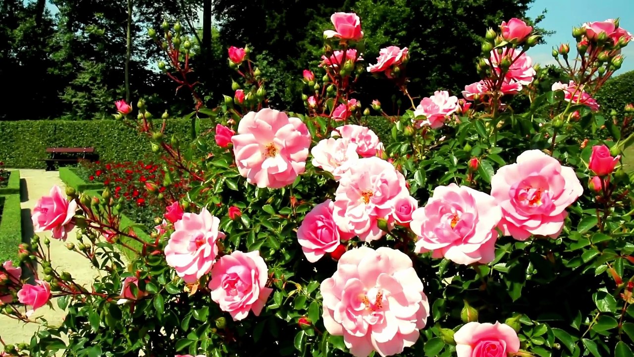 [#Podcast] Las rosas: Cultivo y cuidados - Roses: Cultivation and care