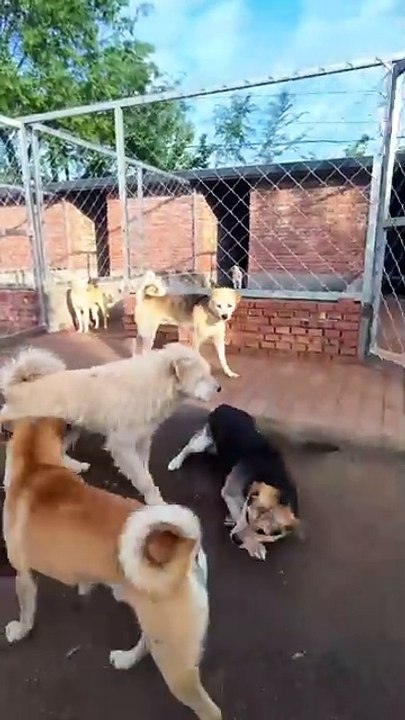 dog king