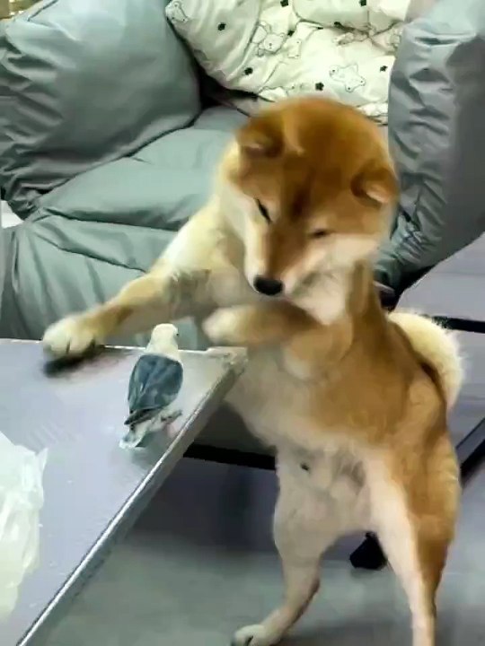 funny pets20250602