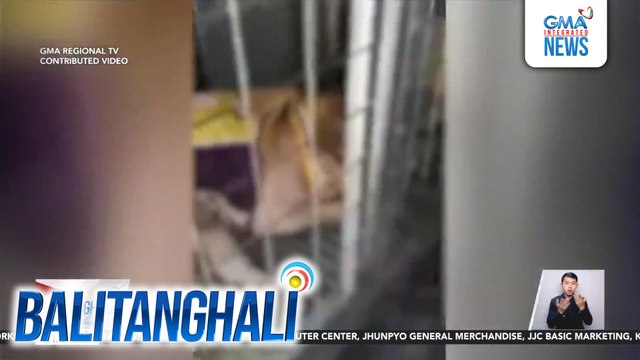 Hindi bababa sa 20 aso't pusa na sakay ng barko pa-Visayas, namatay; heatstroke, tinitingnang sanhi | Balitanghali