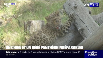 Insolite: ce chien et ce bébé panthère sont devenus inséparables