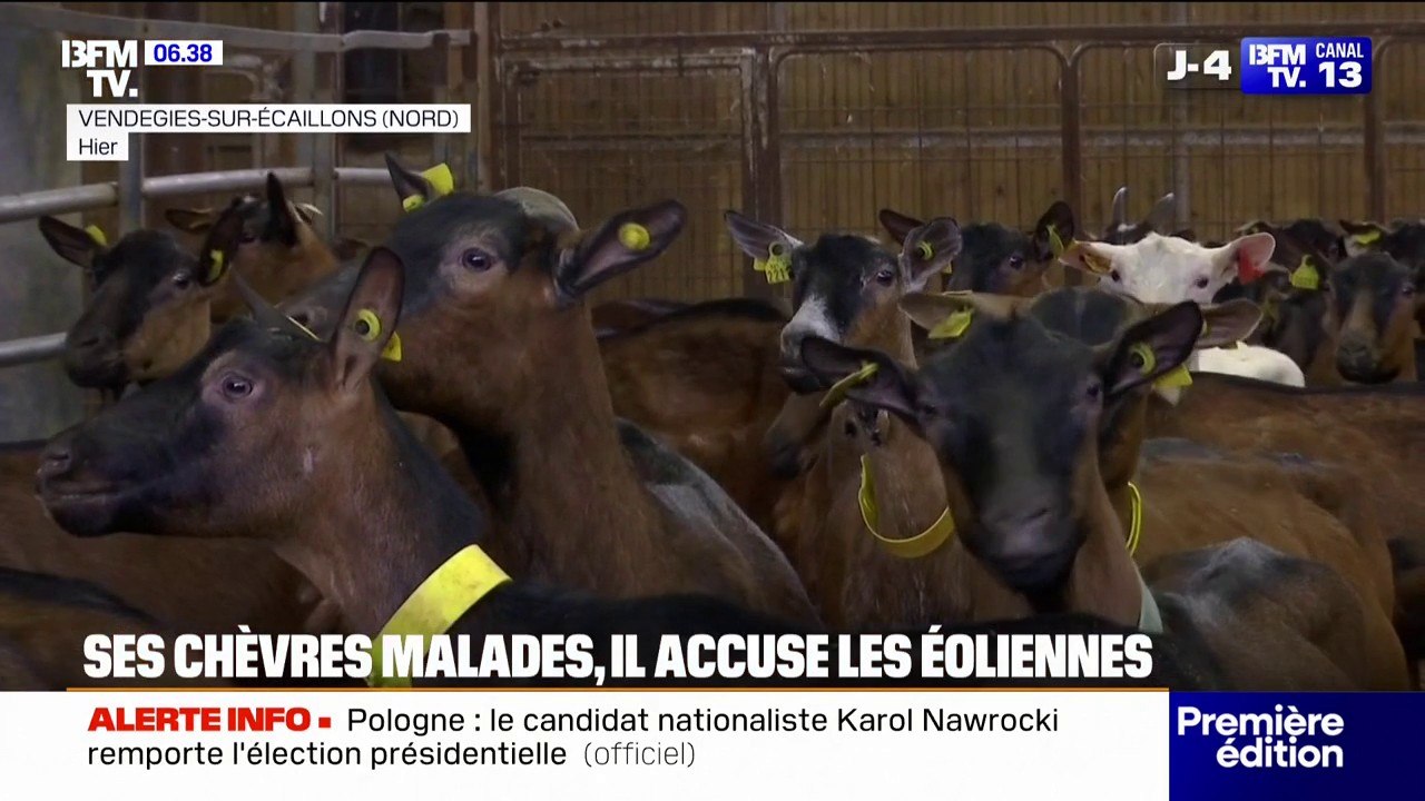 Face à la chute de la production de lait de ses chèvres et à la hausse de leur mortalité, il accuse les éoliennes voisine