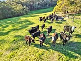 Eagle Rock farm at Fish Creek offers high rainfall grazing.