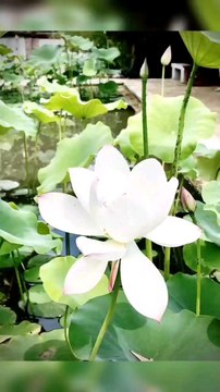 Aquatic plants have special adaptations such as wide leaves which function to increase the rate of evaporation, so they can live in aquatic environments (Like and Follow)