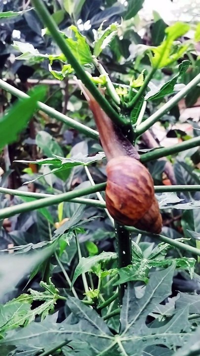 SNAIL ON PAPAYA TREE - BEKICOT DI ATAS POHON PEPAYA