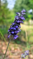 Evening Walk around the Park Full of Flowers (Like and Follow)