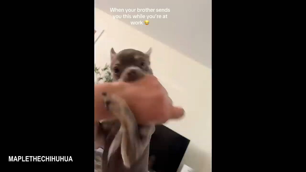 cute poppy 🥰😍