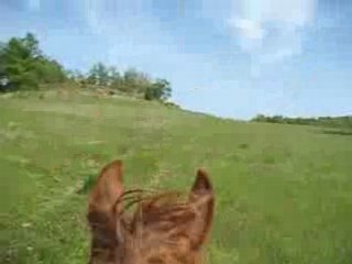 Kahlia galop dans le pré 1