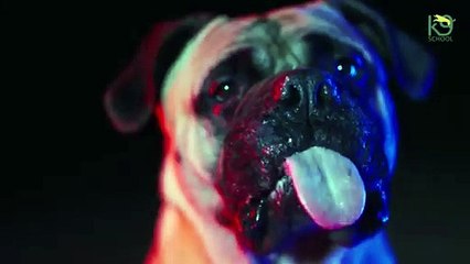 Asia's Top Rated Dog Training School In Delhi