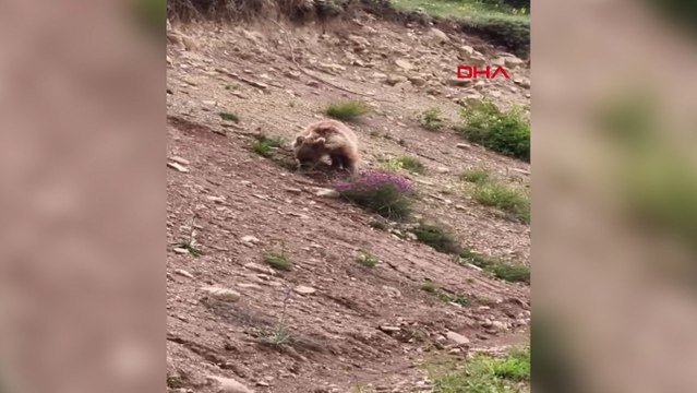 Yiyecek arayan yavru ayı, cep telefonuyla görüntülendi