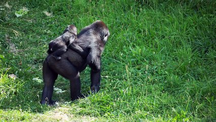 mixkit-gorilla-monkeys-at-a-safari-park-4177-hd-ready