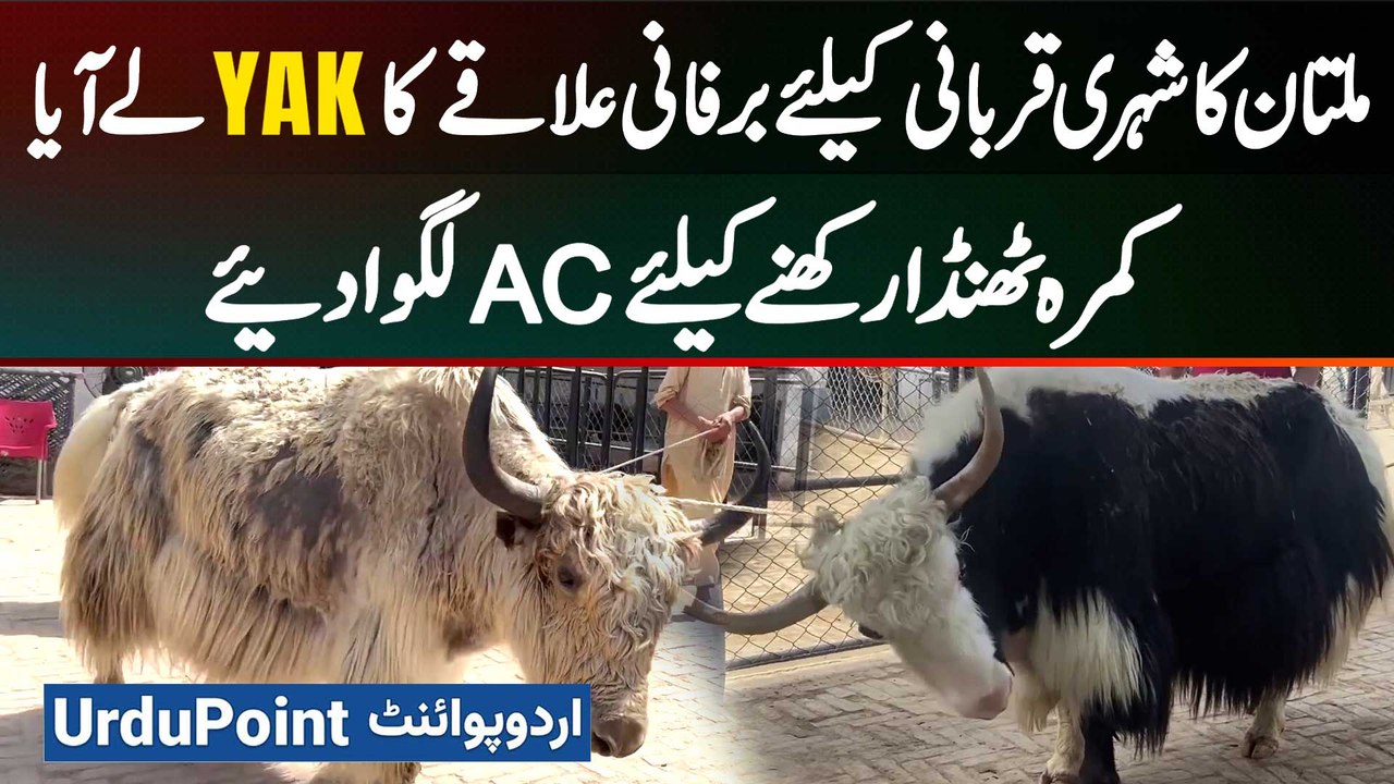 Multan Citizen Brings Yaks from Snowy Region fo...