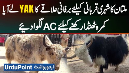 Multan Citizen Brings Yaks from Snowy Region for Sacrifice - Installed AC to Keep the Room Cool
