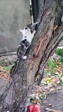 Little cute cat baby's new viral funny video 😂📸 cats new viral video 😍📸#vat lovers 😍 animals love 😘💗#shorts #shortvideos #viralvideos #viralshorts #funny #funnyvideos #comedy #cats #animals #love #care