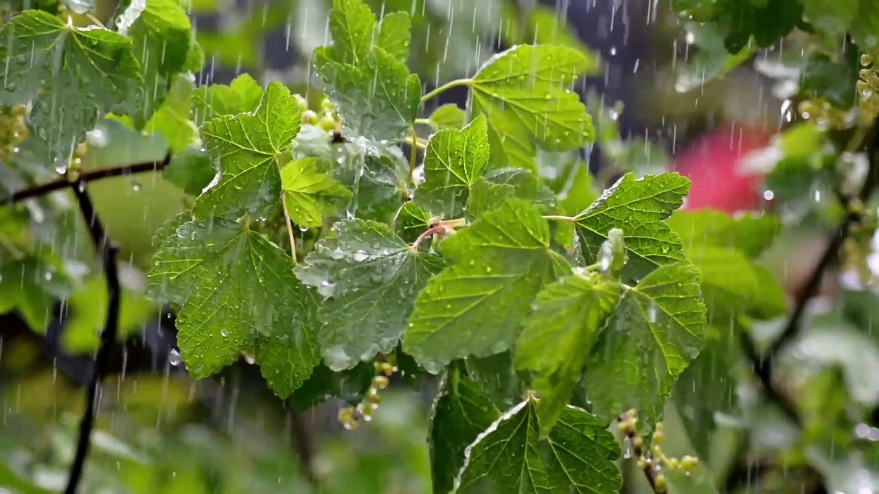 Gentle Rain Falling on Leaves 🌿 with Soft Piano | Relaxing Nature Sounds for Sleep & Focus
