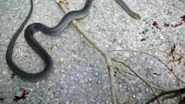 Sinop'ta duyarlı vatandaş yolun ortasında ölümü bekleyen yılanı kurtardı