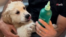 Golden-Retriever-Welpe genießt sein Bad, weil Herrchen hat eine tolle Idee hat