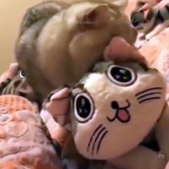 CUTE ANIMALS:FUNNY CATS AT FUN|FUNNIEST MOMENTS OF CUTE CATS