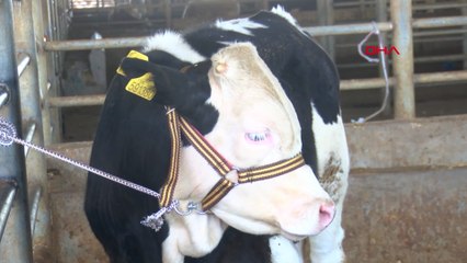 Diyarbakır'da polisten kurban satıcılarına ‘sahte para’ uyarısı