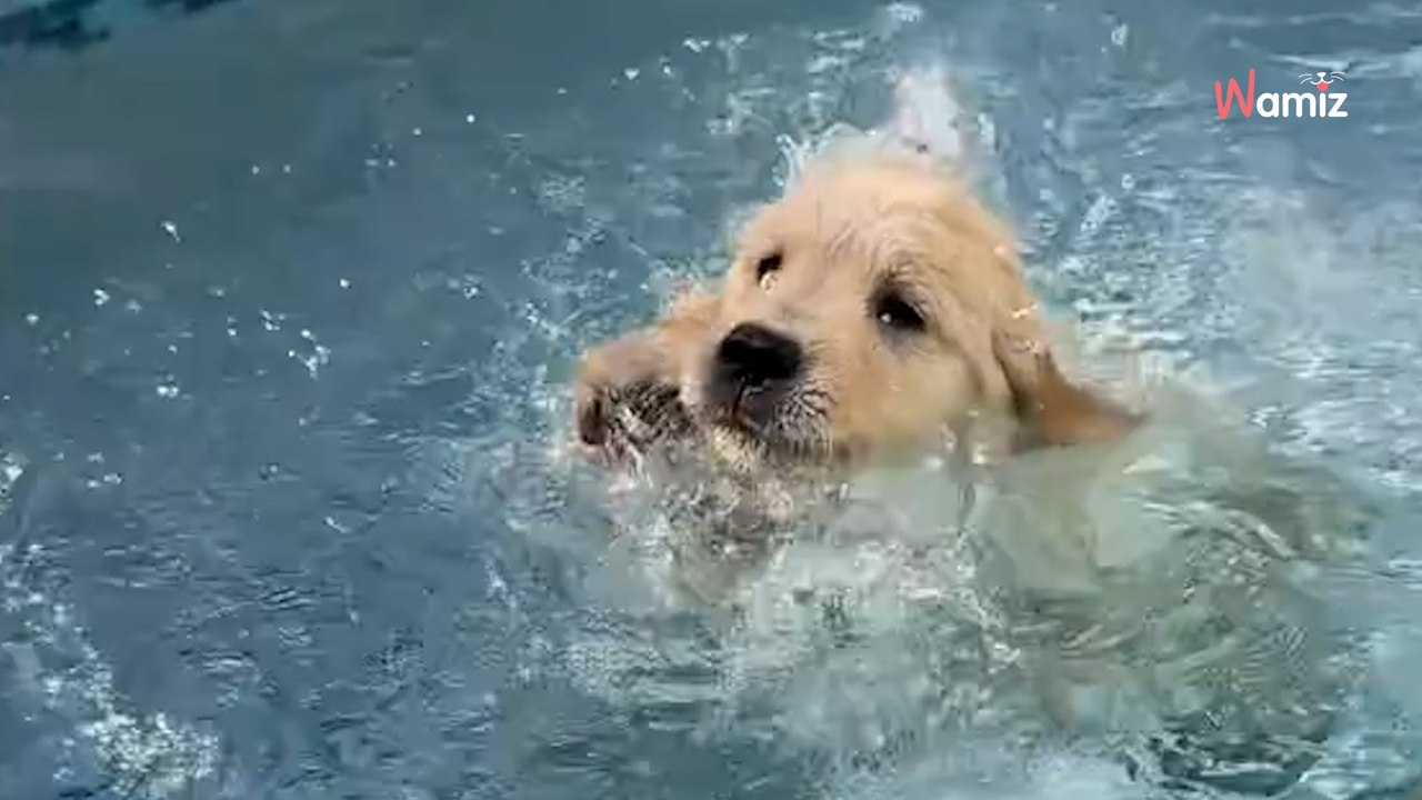 Golden-Retriever-Welpe lernt schwimmen: Seine ersten Schritte begeistern Hunderttausende