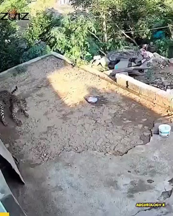 32 Moments Animals Dare to Attack Humans Violently Caught on Camera FULL. 🐊vs🤴