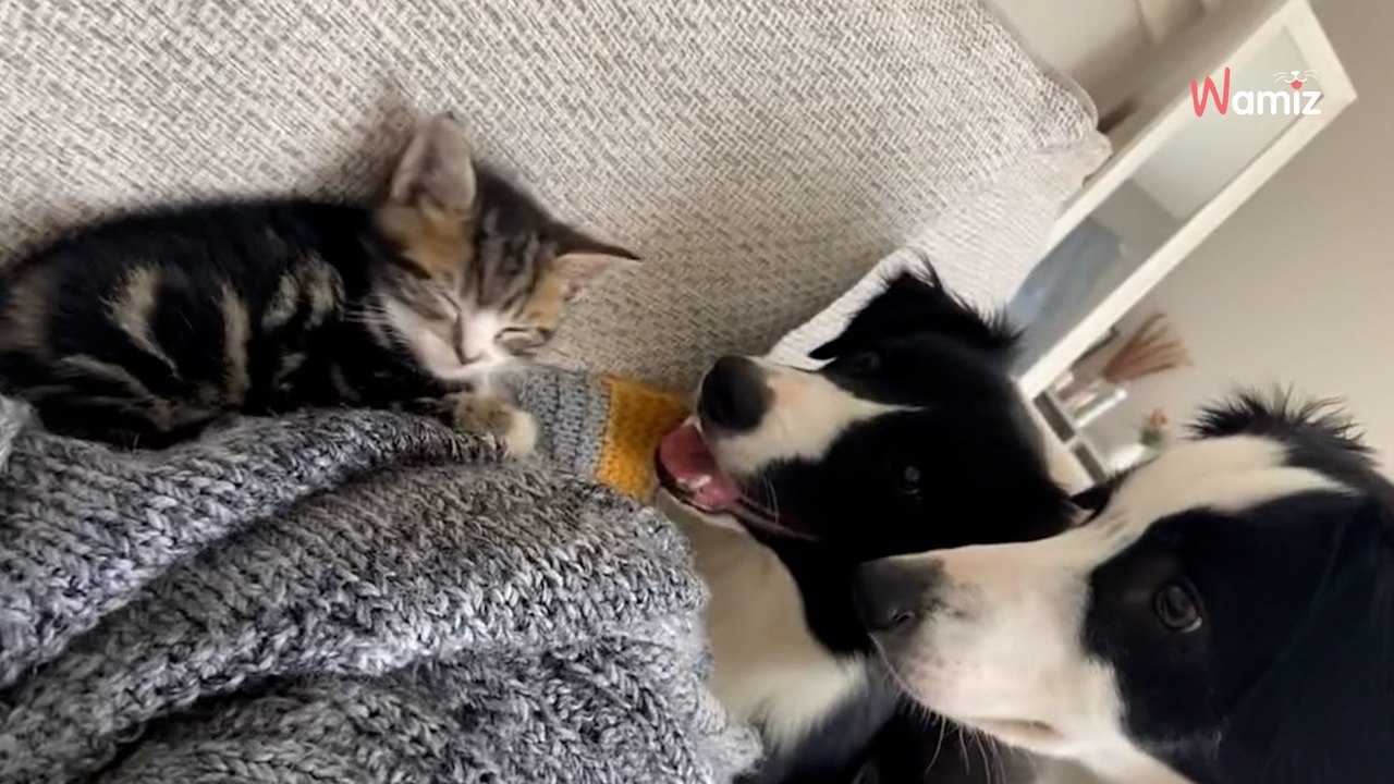 Border Collies bekommen ein Kätzchen: Die Reaktion der Hunde spricht Bände